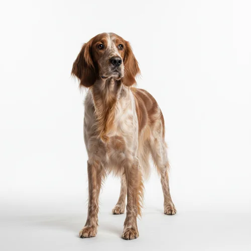 Шотландский сеттер