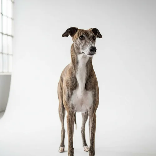 Грейхаунд (Английская борзая)