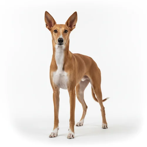 Поденко ибиценко