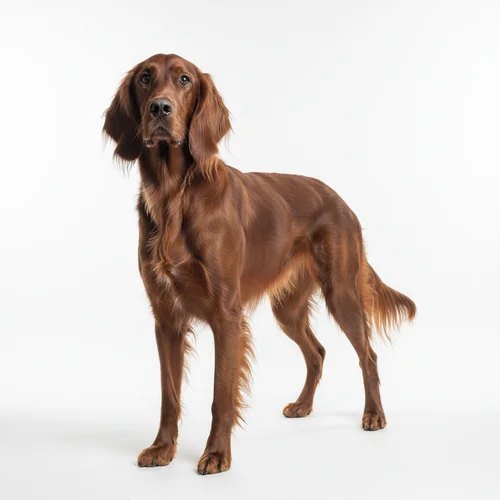 Ирландский сеттер