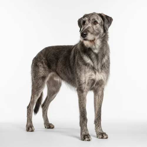 Ирландский волкодав