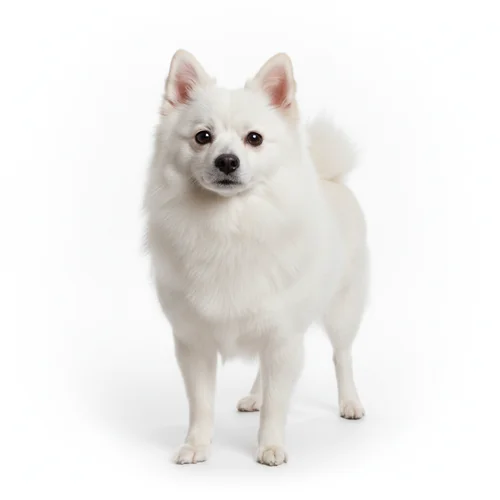 Японский шпиц