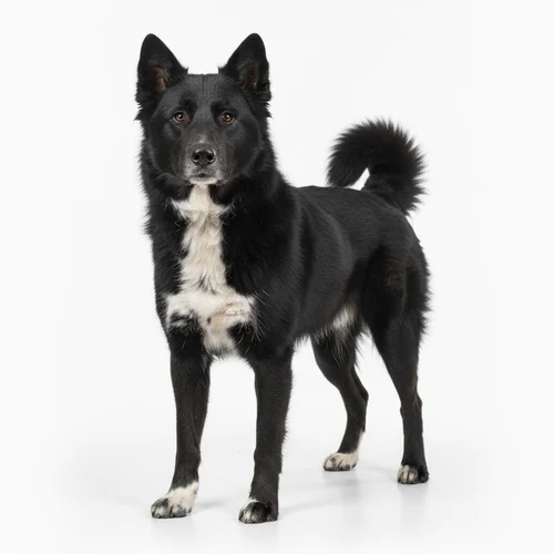 Карельская медвежья собака