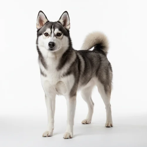 Аляскинский кли-кай