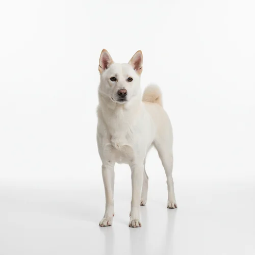 Корейский чиндо