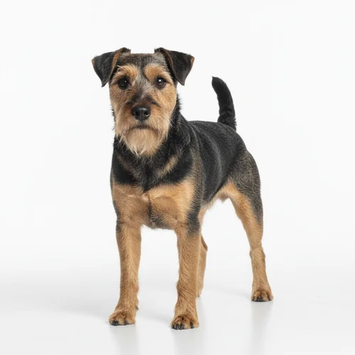 Лейкленд-терьер