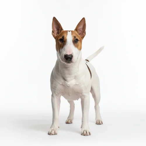 Мини-бультерьер