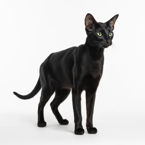 Ориентальная кошка