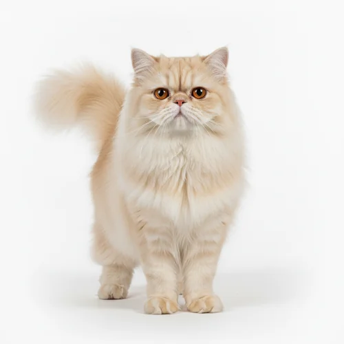 Персидская кошка