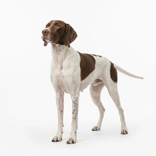 Пойнтер (Английский пойнтер)