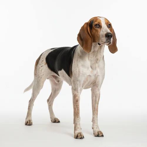 Русская пегая гончая