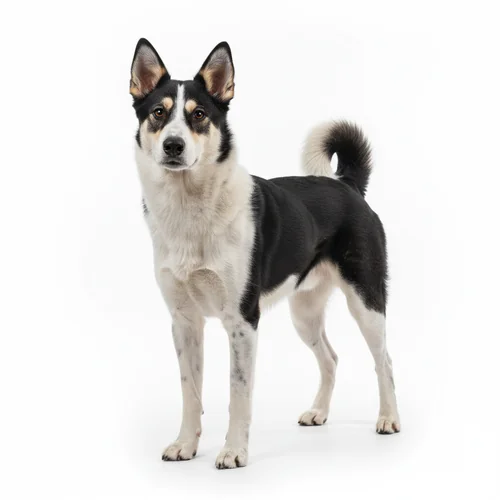 Русско-европейская лайка