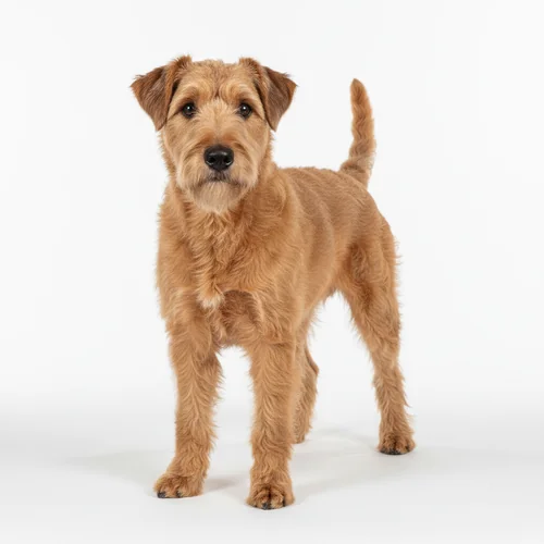 Ирландский мягкошёрстный пшеничный терьер