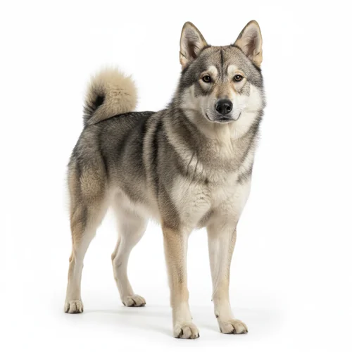 Лайка западно-сибирская