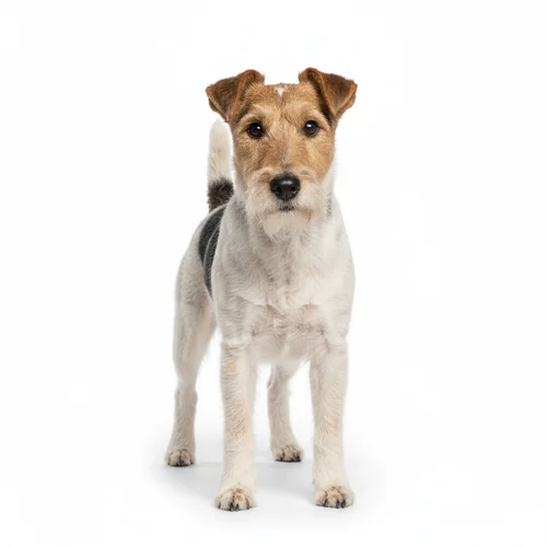 Жесткошёрстный фокстерьер